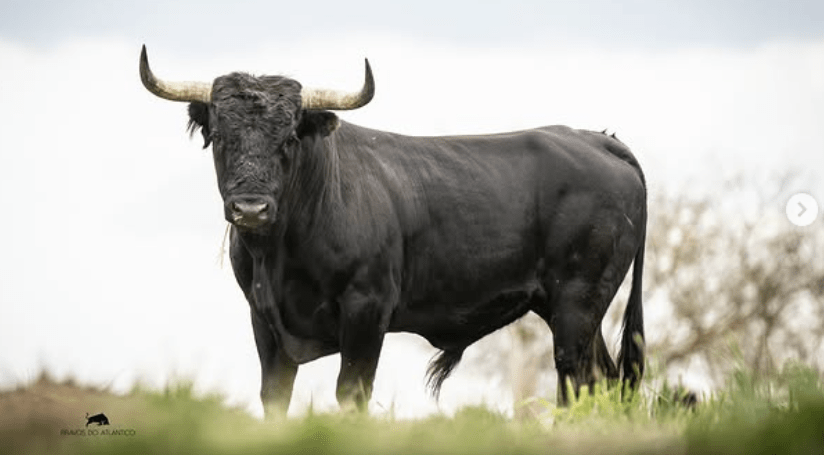 Découvrir les ganaderias: Raso de Portillo