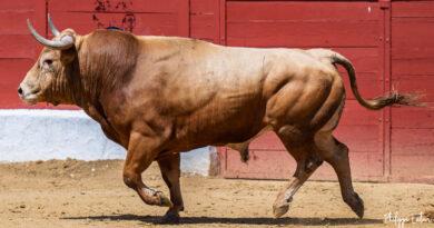 San Agustin: lleno et corrida entretenue