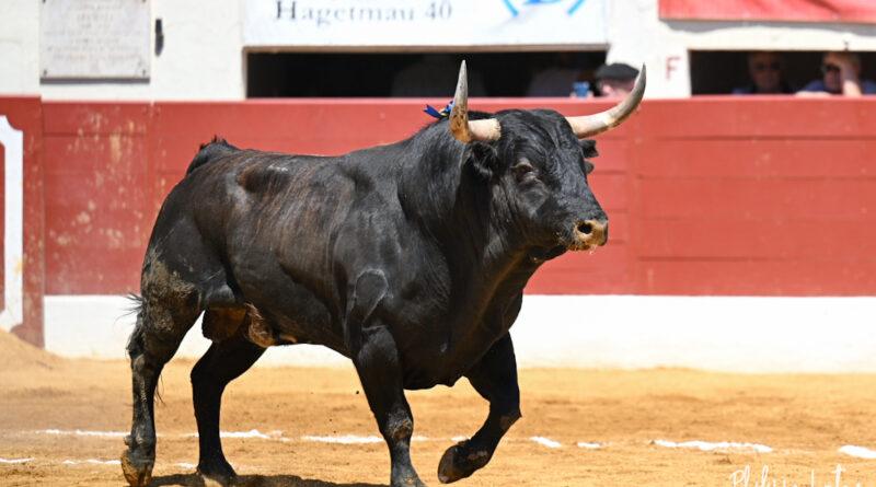 Vic , la corrida concours en photos