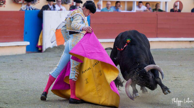 Torero exécutant une véronique au capote face à un toro bravo