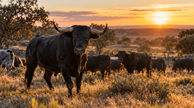 Toros bravos dans les pâturages d'une ganadería